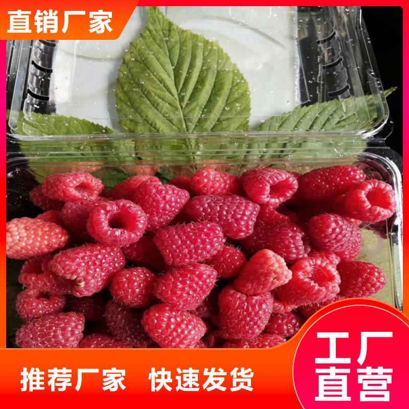 树莓_苹果苗老客户钟爱同城生产商
