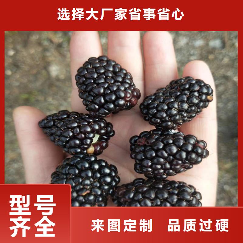 【树莓】-苹果苗实力公司现货齐全售后无忧