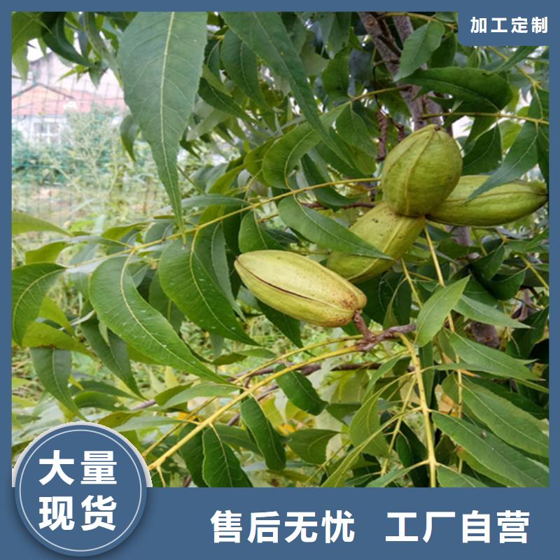 碧根果【3公分软籽石榴苗】源头厂家量大价优当地生产商