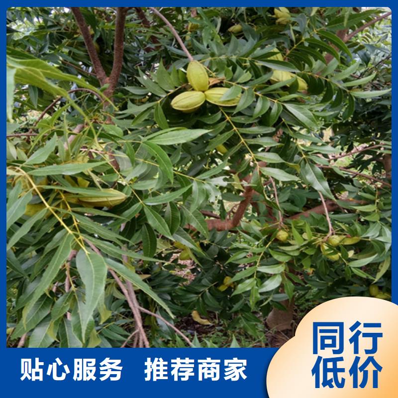 【碧根果】蓝莓苗厂家直销规格多样质量三包