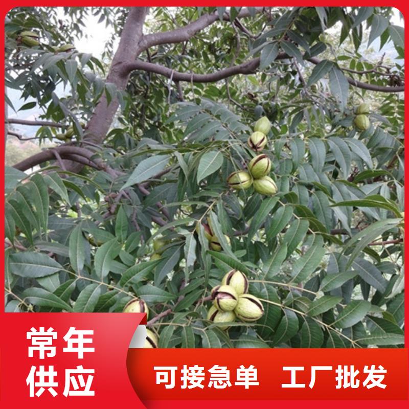 碧根果,苹果苗高标准高品质同城生产厂家
