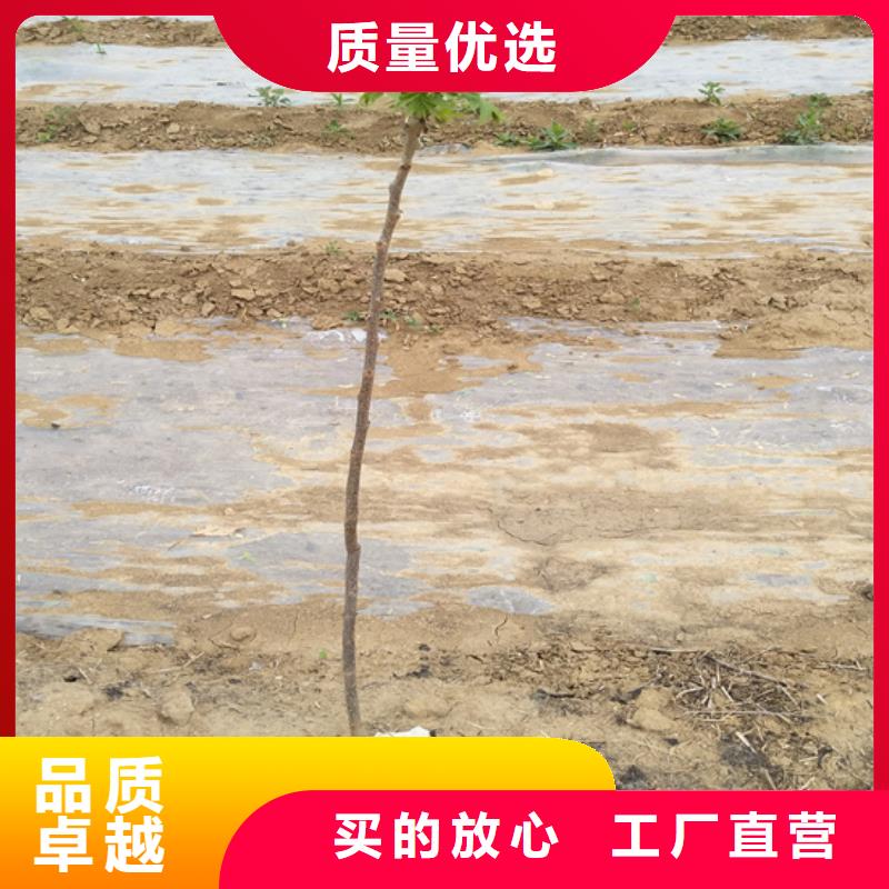 碧根果,樱桃苗一站式厂家大品牌值得信赖