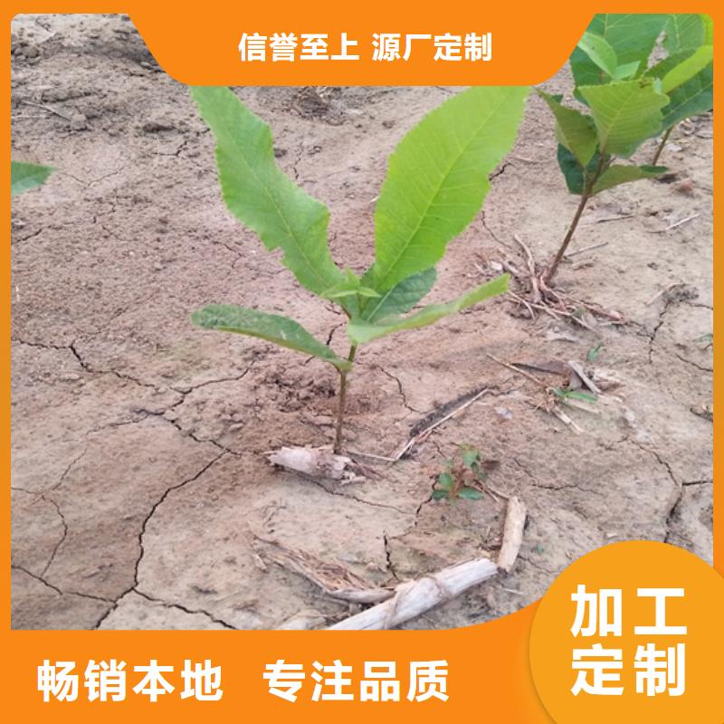 碧根果蓝莓苗信誉至上发货及时