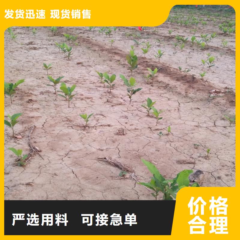 碧根果西瓜苗放心购款式多样