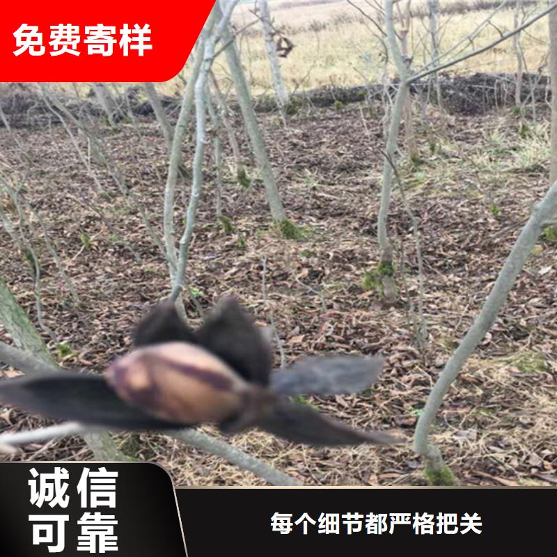 碧根果_苹果苗专注生产制造多年多种工艺