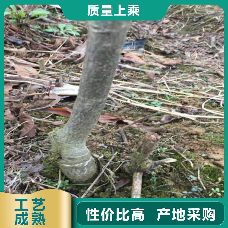 碧根果葡萄苗精工细致打造畅销本地