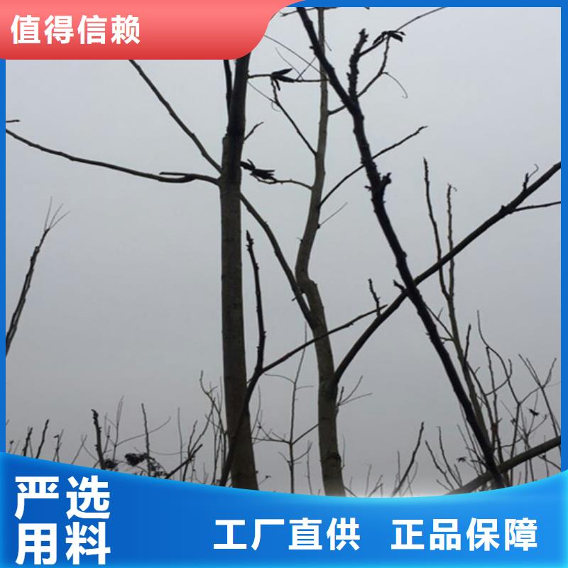 碧根果苹果苗按需设计多年厂家可靠