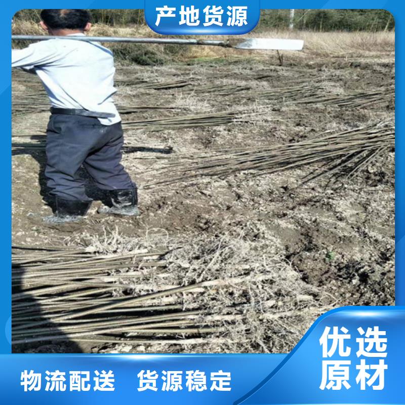 碧根果-石榴树真材实料放心选购