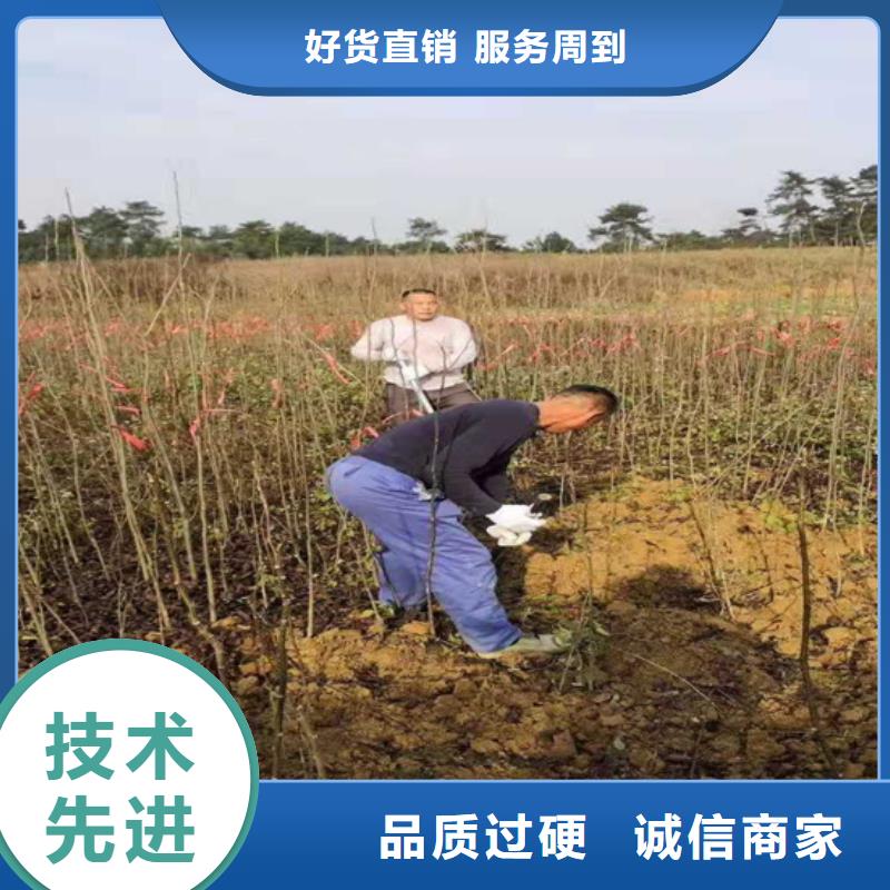碧根果,苹果苗诚信可靠一站式供应厂家