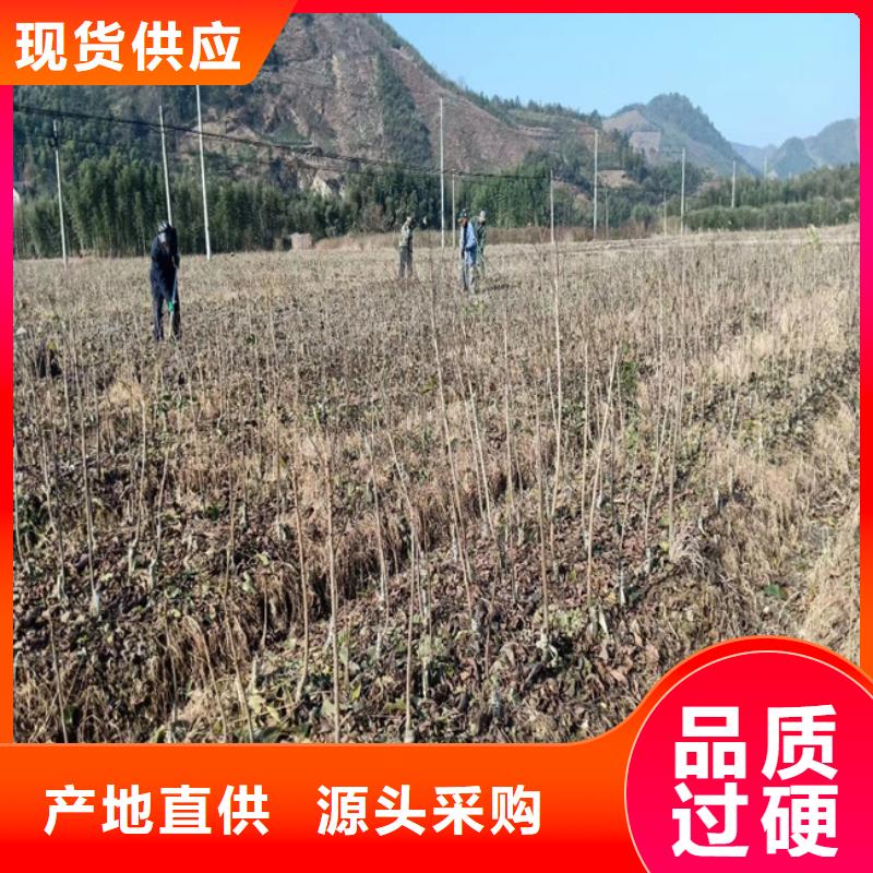 碧根果樱桃苗支持批发零售产地源头好货