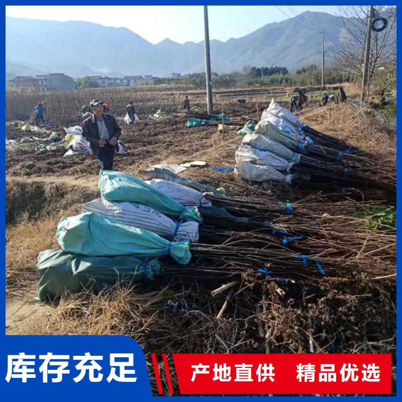 碧根果苹果苗层层质检用心做好细节