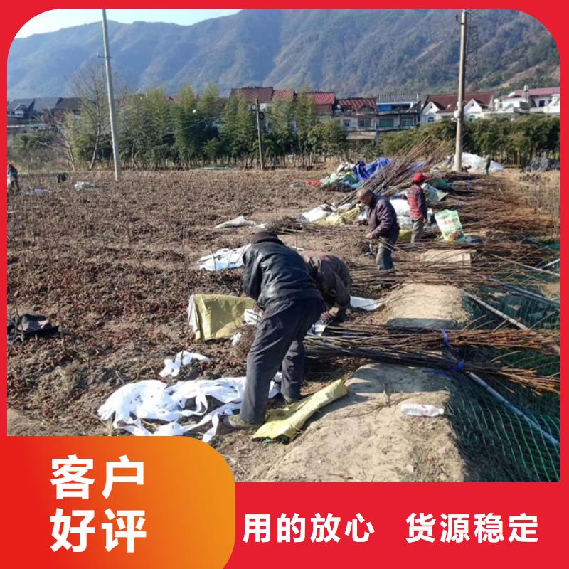 【碧根果苹果苗实力厂商】品质值得信赖