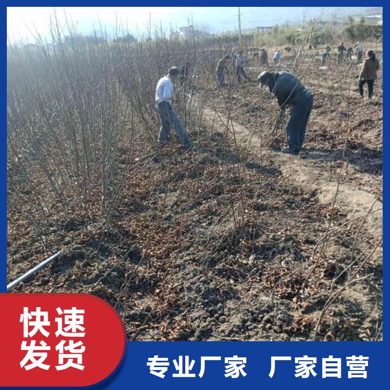 碧根果-苹果苗按需定制真材实料厂家经验丰富