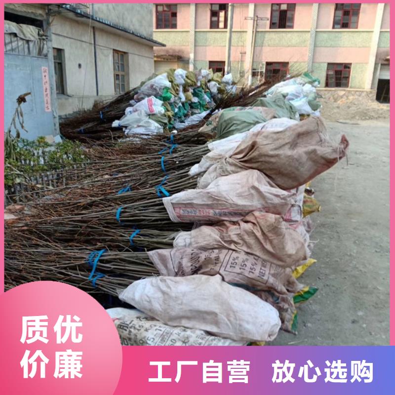 碧根果李子苗分类和特点专注品质