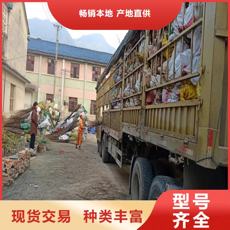 碧根果【樱桃苗】采购超产品在细节