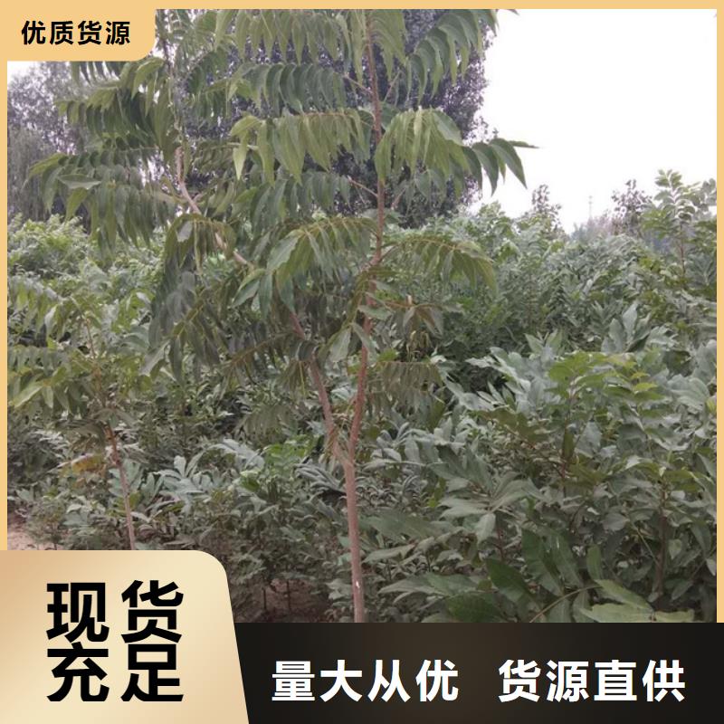 碧根果樱桃苗懂您所需厂家技术完善