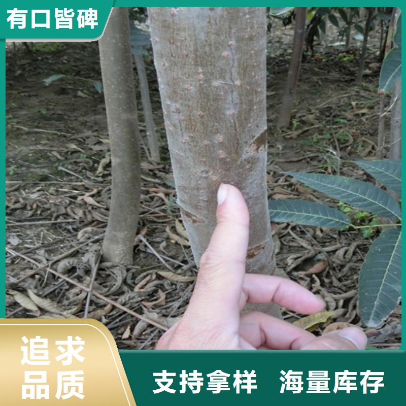 【香椿,桃树苗实力商家供货稳定】当地生产厂家