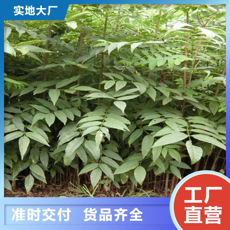 香椿,【桃树苗】货源直销用品质赢得客户信赖
