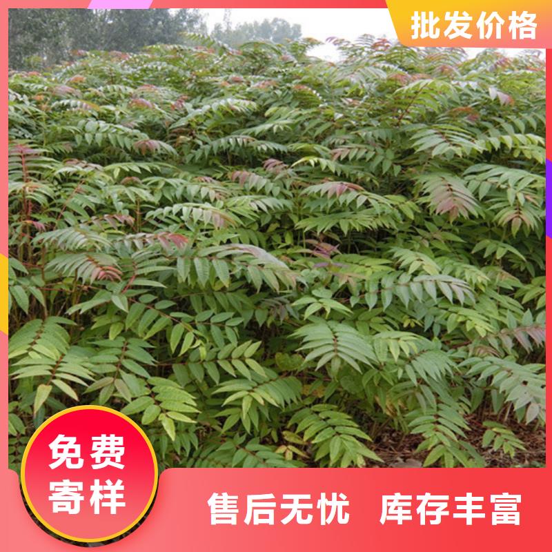 香椿苹果苗厂家直销大量现货同城服务商