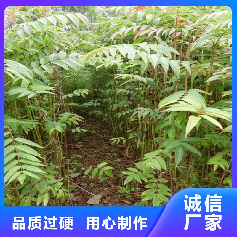 香椿草莓苗精选货源当地经销商