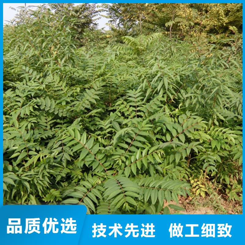 香椿苹果苗供货及时细节展示