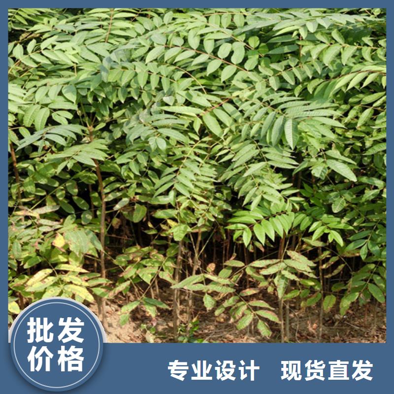 【香椿】苹果苗定制不额外收费联系厂家