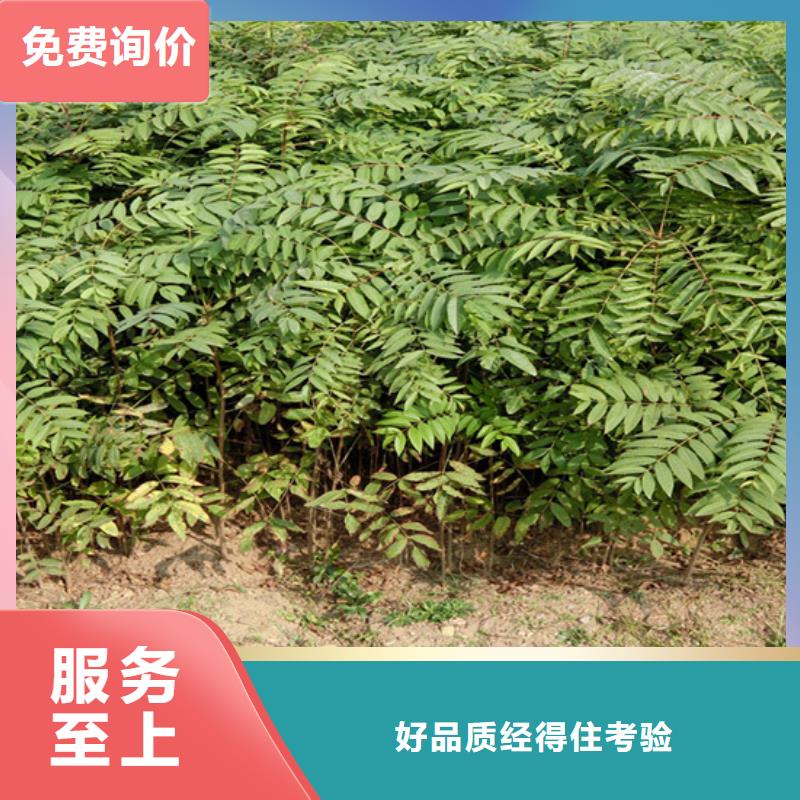 香椿_石榴树现货交易生产经验丰富