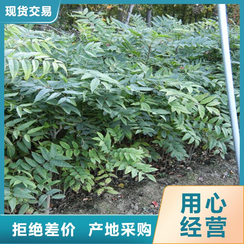 香椿樱桃苗厂家货源一站式厂家