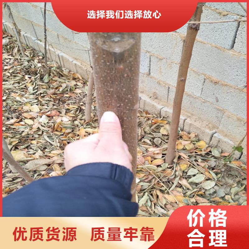 香椿黄瓜苗优选厂家当地货源