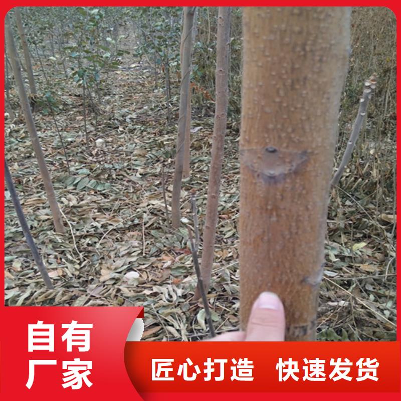 香椿北美冬青专业生产N年本地服务商