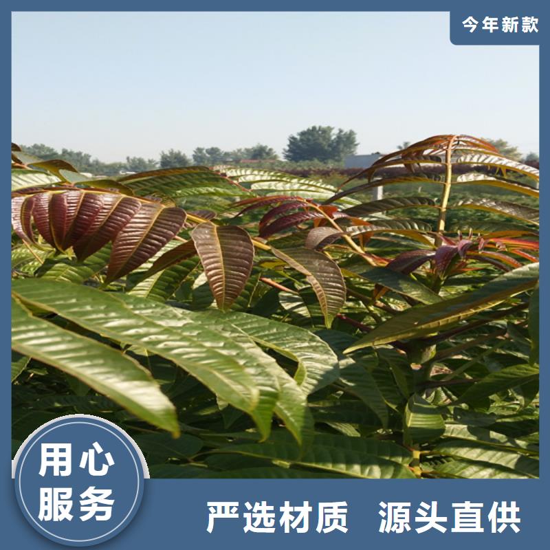 香椿,苹果苗用心经营本地货源