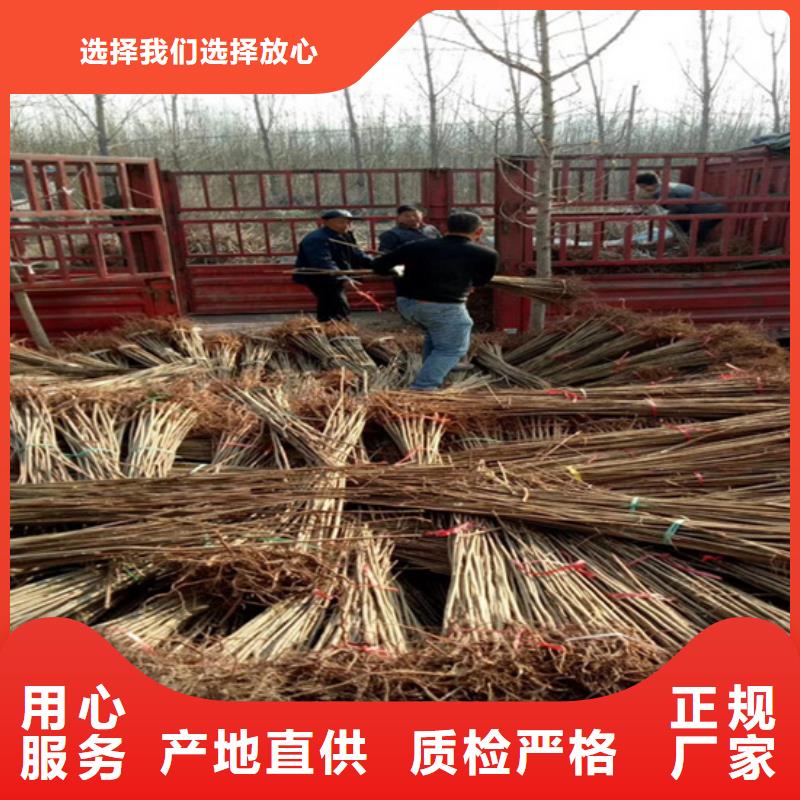 香椿樱桃苗货源足质量好同城服务商