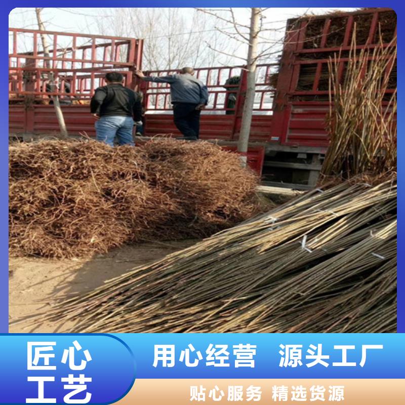香椿,嘎啦苹果专注产品质量与服务当地供应商
