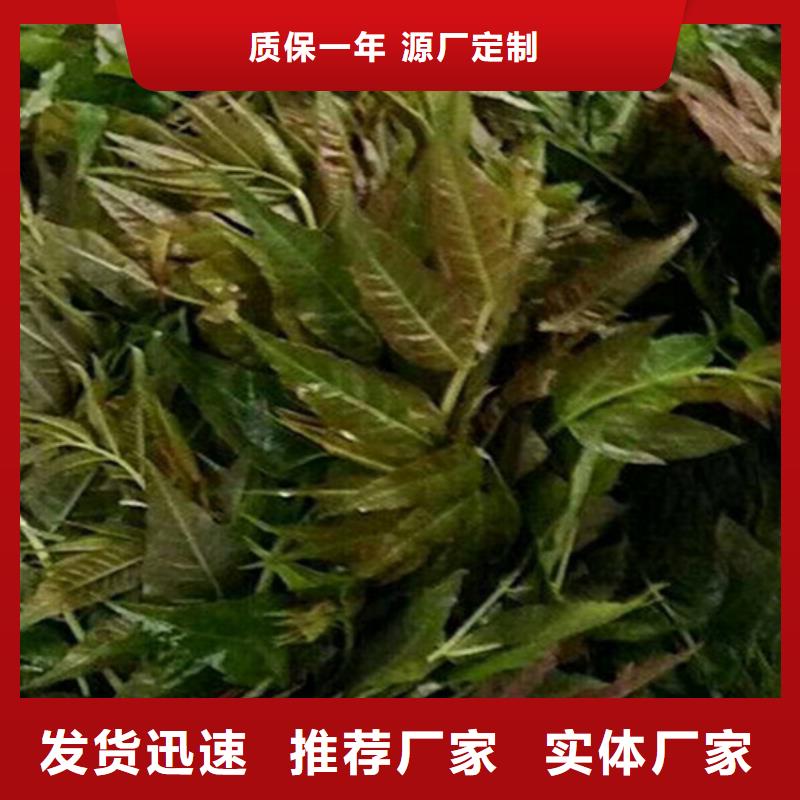 香椿葡萄苗从厂家买售后有保障质量优选
