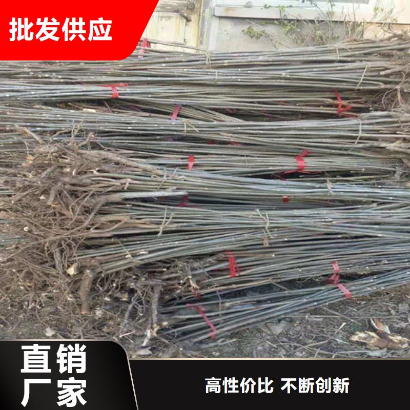 香椿-石榴树苗选择我们没错本地经销商