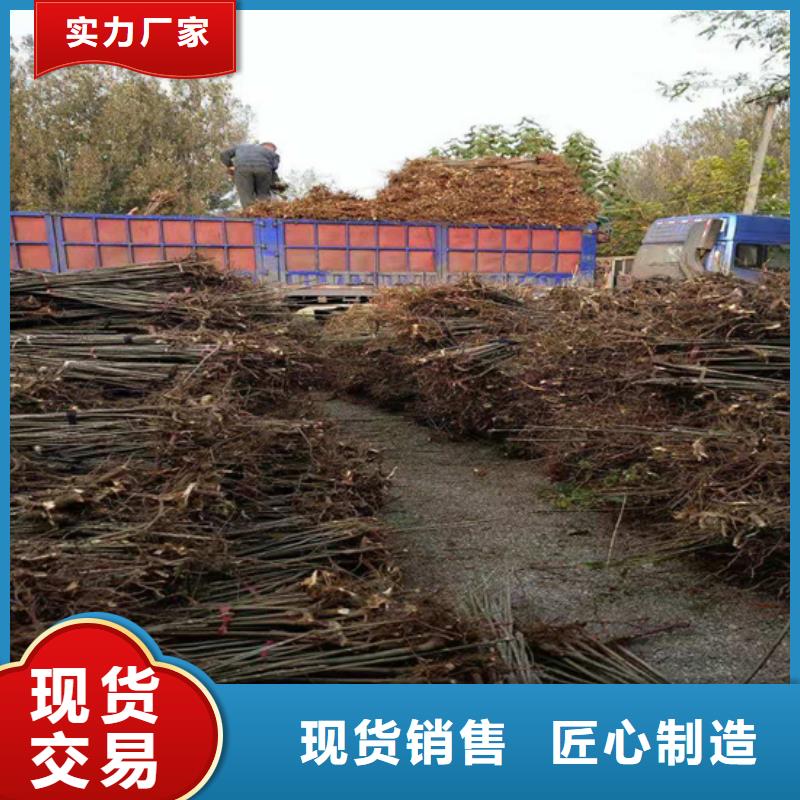 【香椿樱桃苗敢与同行比质量】多种场景适用