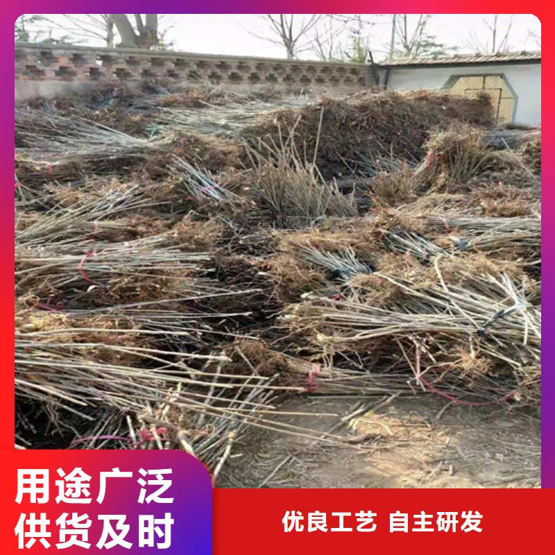 香椿板栗苗出厂价质保一年