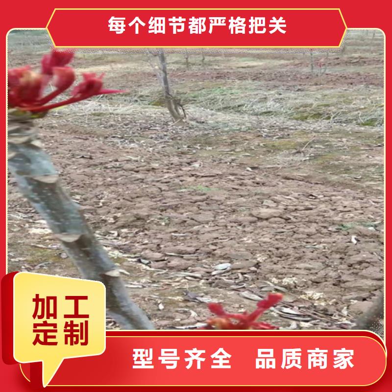 香椿石榴树苗根据要求定制本地生产厂家