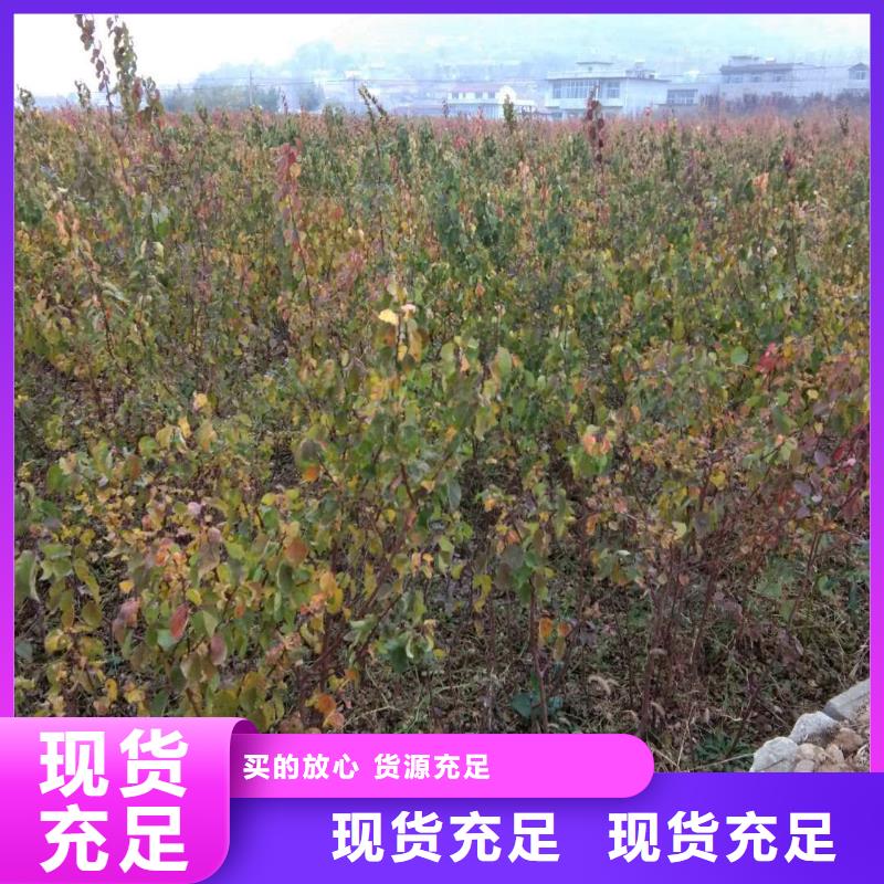 杏李树苗质量为本同城生产商