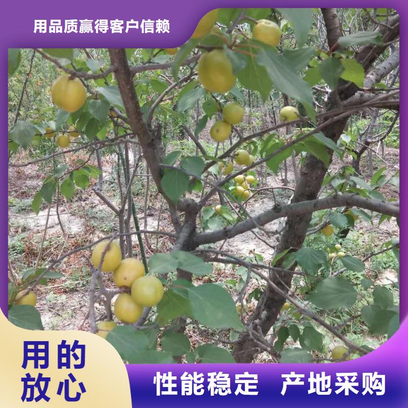 杏猕猴桃苗全新升级品质保障原料层层筛选