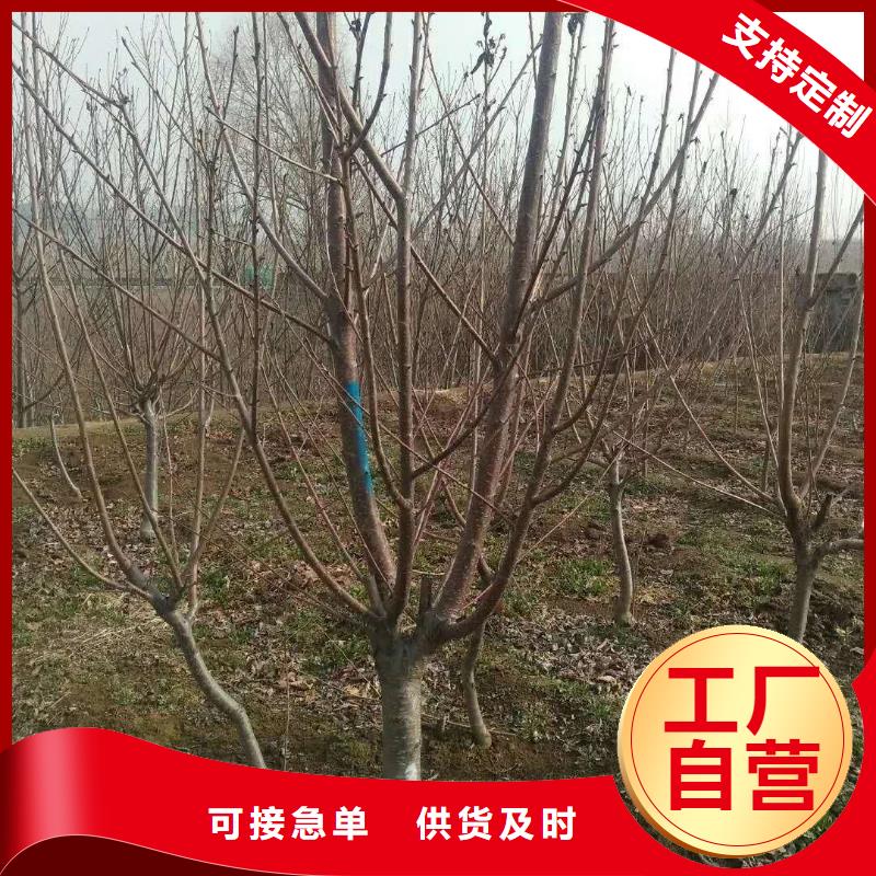 杏_樱桃苗优质原料懂您所需