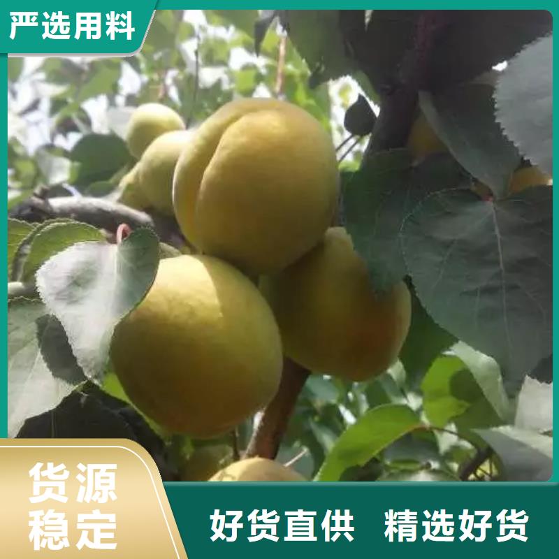 【杏桃树苗专业按需定制】口碑好实力强