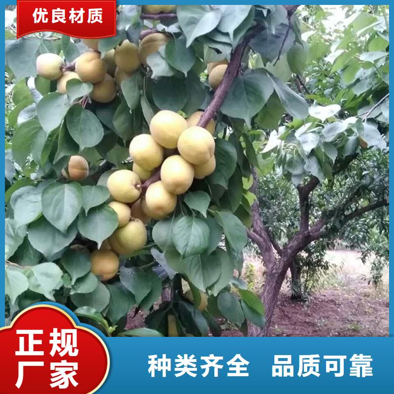 杏-樱桃苗高标准高品质拥有核心技术优势