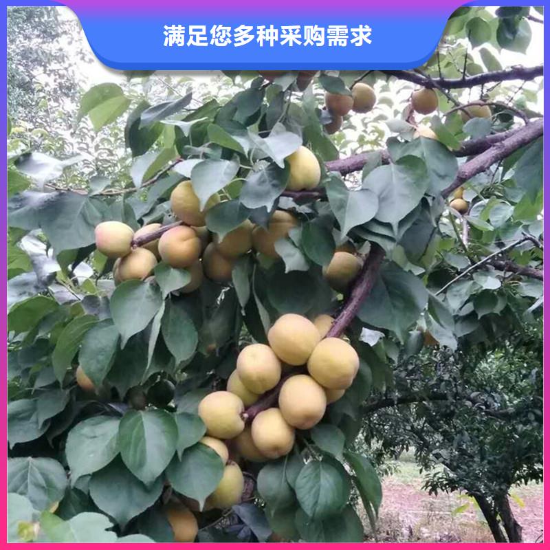 杏苹果苗品质无所畏惧生产厂家