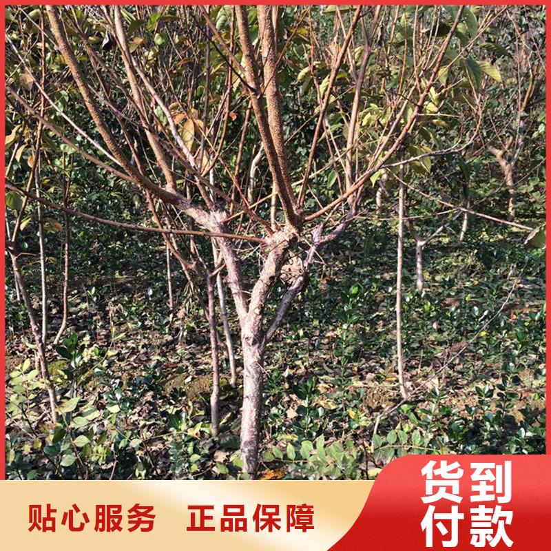 杏【苹果苗】快捷的物流配送源头厂家直销