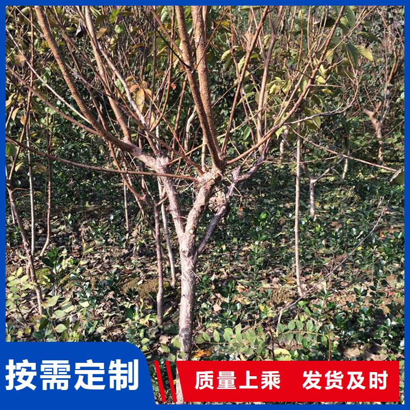 杏-北美冬青真正让利给买家大量现货