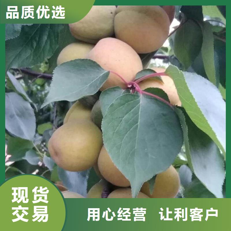 杏樱桃苗可定制有保障卓越品质保障