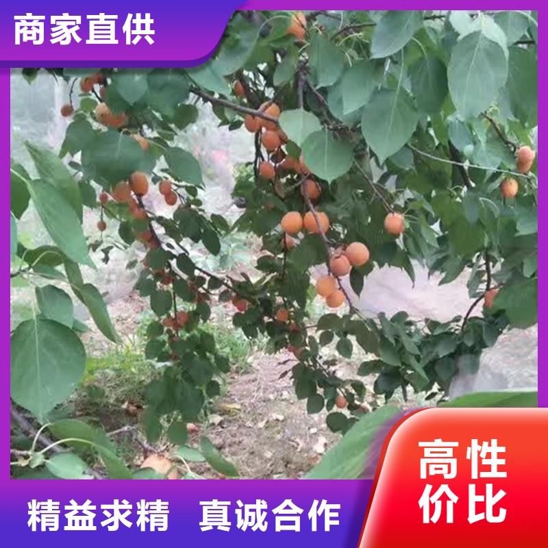 杏梨树苗工程施工案例型号全价格低