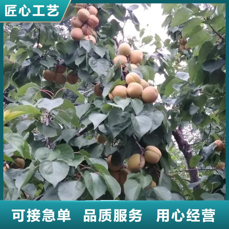 杏樱桃苗正规厂家用心做产品