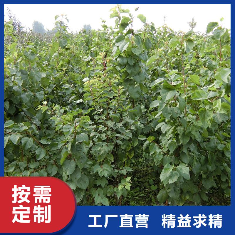 杏桃树苗做工细致源头采购